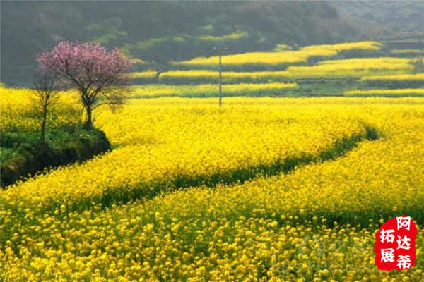 黄陂大余湾油菜花.jpg